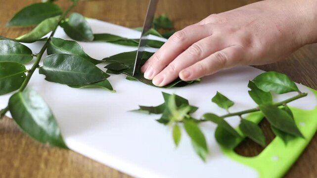 Hands chopping ora-pro-nobis (Pereskia aculeata), a protein-rich edible plant used in Brazilian cuisine