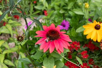Rudbeckia plants with bright pink blossom.