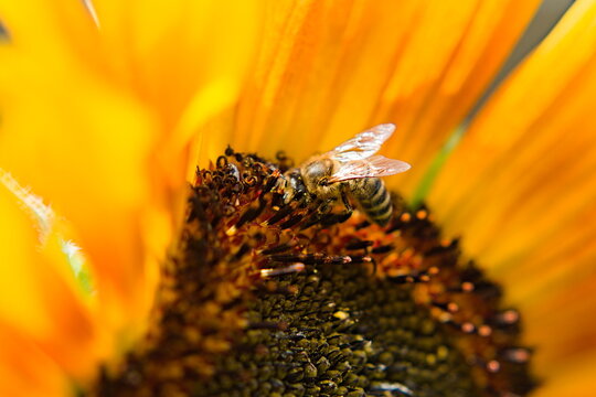 bee pollinating a sunflower