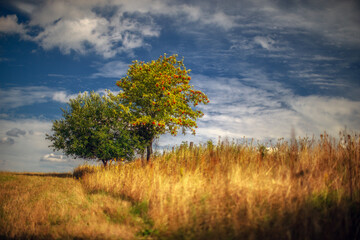 Późne lato na łące © Robert