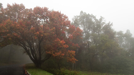 Colorful Autumn Leaves
