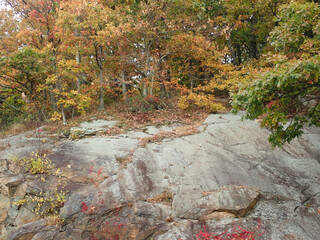 Colorful Autumn Leaves