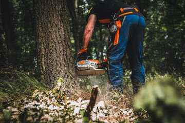 Close-up of woodcutter sawing chain saw in motion, sawdust fly to sides. Chainsaw in motion. Hard wood working in forest. Sawdust fly around. Firewood processing. Forest industry.