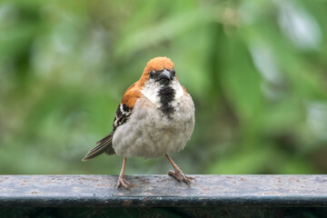 russet sparrow or Passer cinnamomeus in Abbott Mount, Uttarakhand, India