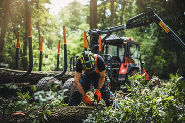 Close-up of woodcutter sawing chain saw in motion, sawdust fly to sides. Chainsaw in motion. Hard wood working in forest. Sawdust fly around. Firewood processing. Forest industry.