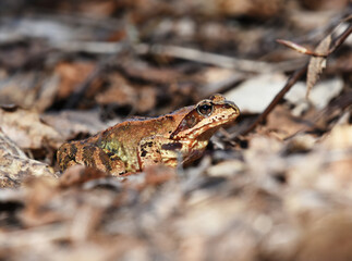 Common frog (Rana temporaria) closeup in spring.
