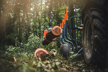 Forwarder tractor for wood transport. Tractor with trailer loaded with logs. Forestry tractor or forestry tractor for harvesting wood in the forest. Forest industry. Logging in summer forest.