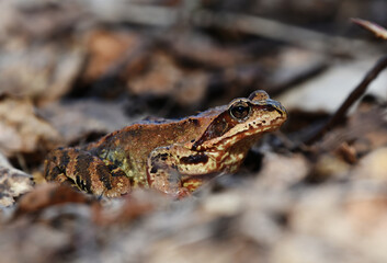 Common frog (Rana temporaria) closeup in spring.