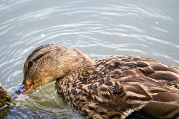 duck on the water