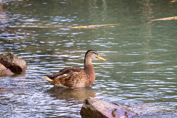 duck on the lake