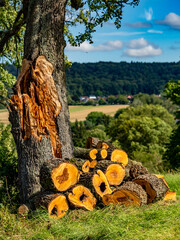 Frisch gesägtes Brennholz von einem beschädigten Baum © focus finder