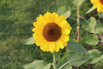 Sunflowers blooming in the park