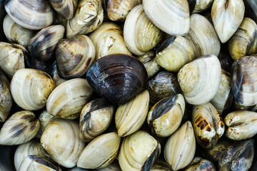 Fresh clams for seafood background