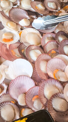 Single Shell Scallop For the background. Fresh food from the sea. Seafood in the restaurant