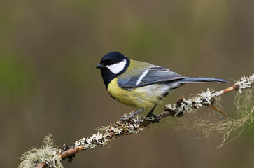 Great tit (Parus major) sitting on a branch in the garden in spring.	
