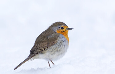 European robin (erithacus rubecula) standing in the snow in early spring.	
