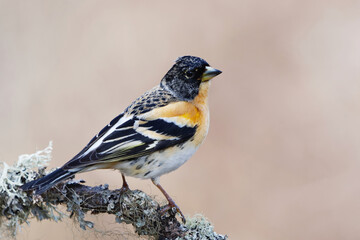 Brambling (Fringilla montifringilla) male perched on a branch in spring.	
