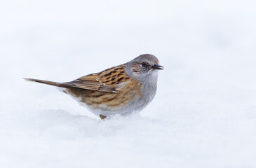 Dunnock (Prunella modularis) standing in snow looking for food in early spring.