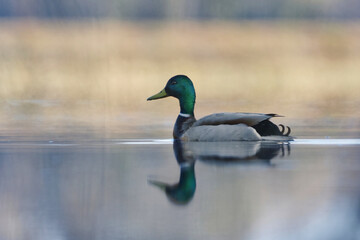 Obraz premium Mallard (Anas platyrhynchos) male swimming in the lake in spring. 