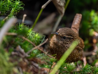 森の中で地面に降りてエサを探しているミソサザイ