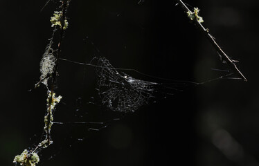 spiderweb on a black background