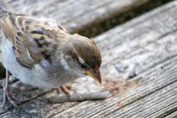 sparrow on a fence