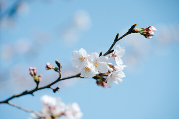 桜