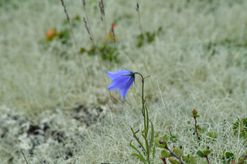 Single Beautiful Bluebell