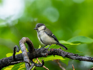 Obraz premium 枝にとまるシジュウカラ