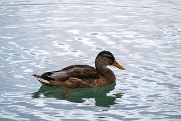 duck on the water