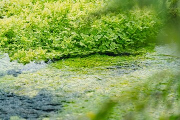 水草