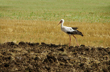 a stork in search of food in a plowed field