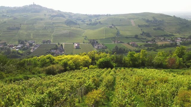 Italy , drone view  of a countryside landscape with green hills , vineyards of the Tuscan and Lombard Apennines with rows of grapes ready for harvesting  production of Italian wine