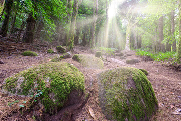 Numerous trees in a green environment with the sun breaking through the trunks. Forest of silence...
