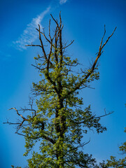 Beschädigter Baum