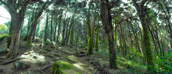 Numerous trees in a green environment with the sun breaking through the trunks. Forest of silence in Sintra.