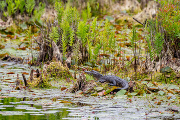 Alligator in Swamp 2