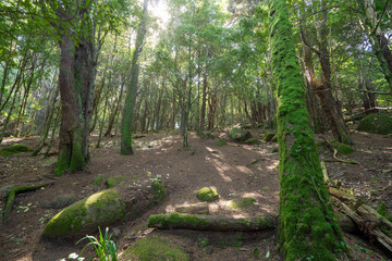 Numerous trees in a green environment with the sun breaking through the trunks. Forest of silence in Sintra.