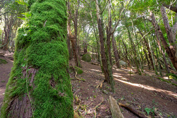 Numerous trees in a green environment with the sun breaking through the trunks. Forest of silence in Sintra.