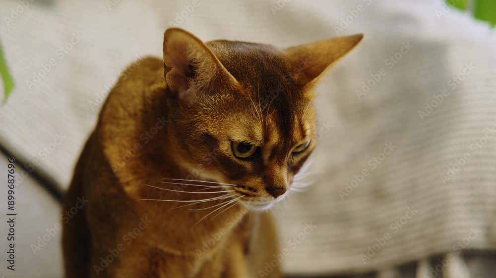 Poster A charming red-haired Abyssinian cat poses on an armchair in an apartment. A domestic purebred cat with smooth brown fur and yellow eyes