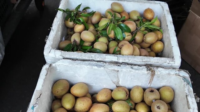 Sapodilla fruit or sam po che or hong xiem, Vietnamese tropical agiculture product on cart for sale at outdoor fruits market, Cho Lon