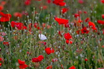 Obraz premium Single White Flower among Red Flowers