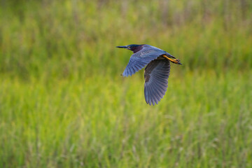 Green Heron Flying in Salt Marsh
