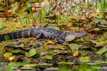 Alligator and Lily Pads