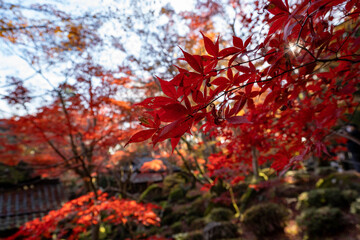 教林坊の紅葉