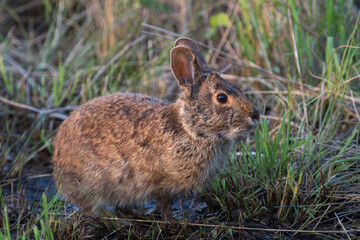 Marsh rabbit