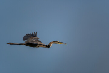 Great Blue Heron in Flight (sky backgroud)
