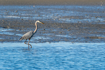 Great Blue Heron in Barrier Island Habitat