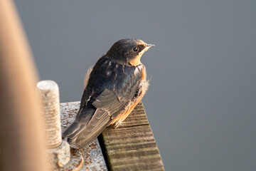 Barn Swallow sitting on Ledge