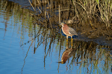 Green Heron Wading at Water's Edge